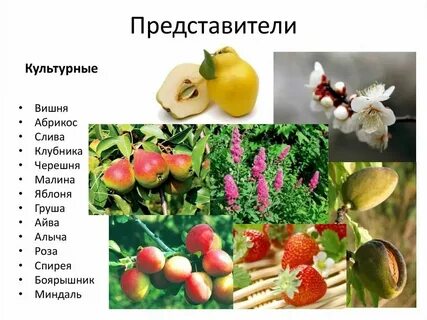 Представители яблони
