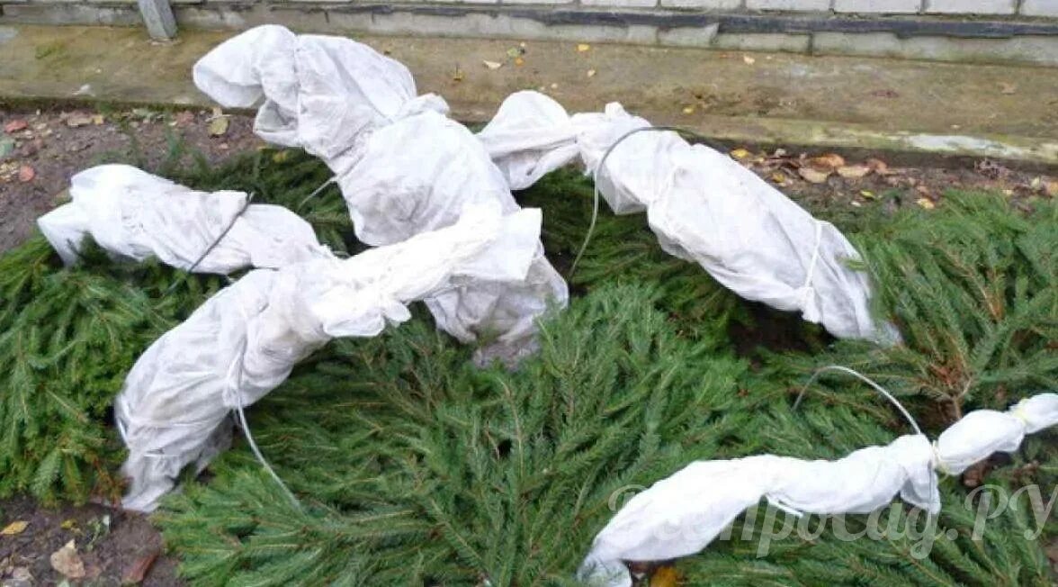 Укрыть гортензию на зиму в средней полосе. Укрыть гортензию на зиму в средней полосе