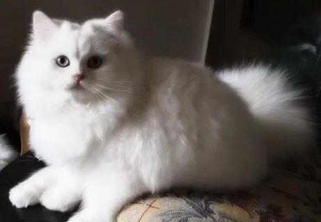 Белый длинношерстный кот
