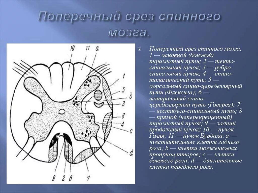 Схема поперечного среза спинного мозга. Схема поперечного разреза спинного мозга. Горизонтальный срез спинного мозга. Строение спинного мозга горизонтальный срез.