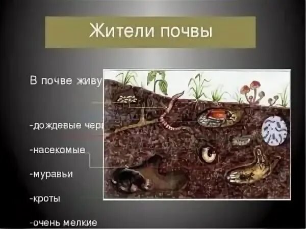 Какая среда жизни населена бактериями грибами водорослями. Обитатели почвы. Животные живущие в почве. Обитатели которые живут в почве. Живые обитатели почвы.