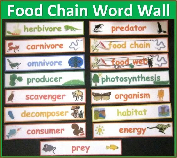 Word Wall food. The food Chain Wordwall. Word Chain food. Food Chain Vocabulary. Wordwall tags