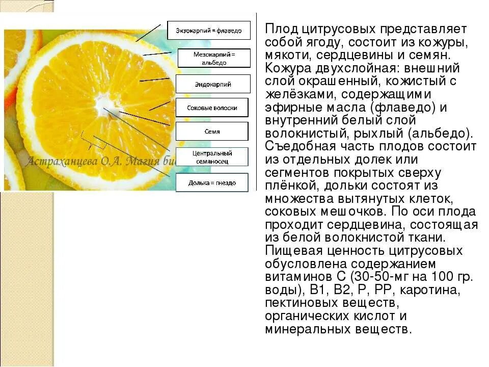 Что содержится в кожуре. Строение плода цитрусовых. Строение апельсина. Строение лимона. Из чего состоят цитрусовые.