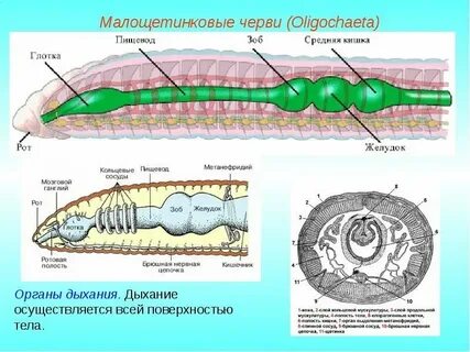 Органы чувств у кольчатых червей