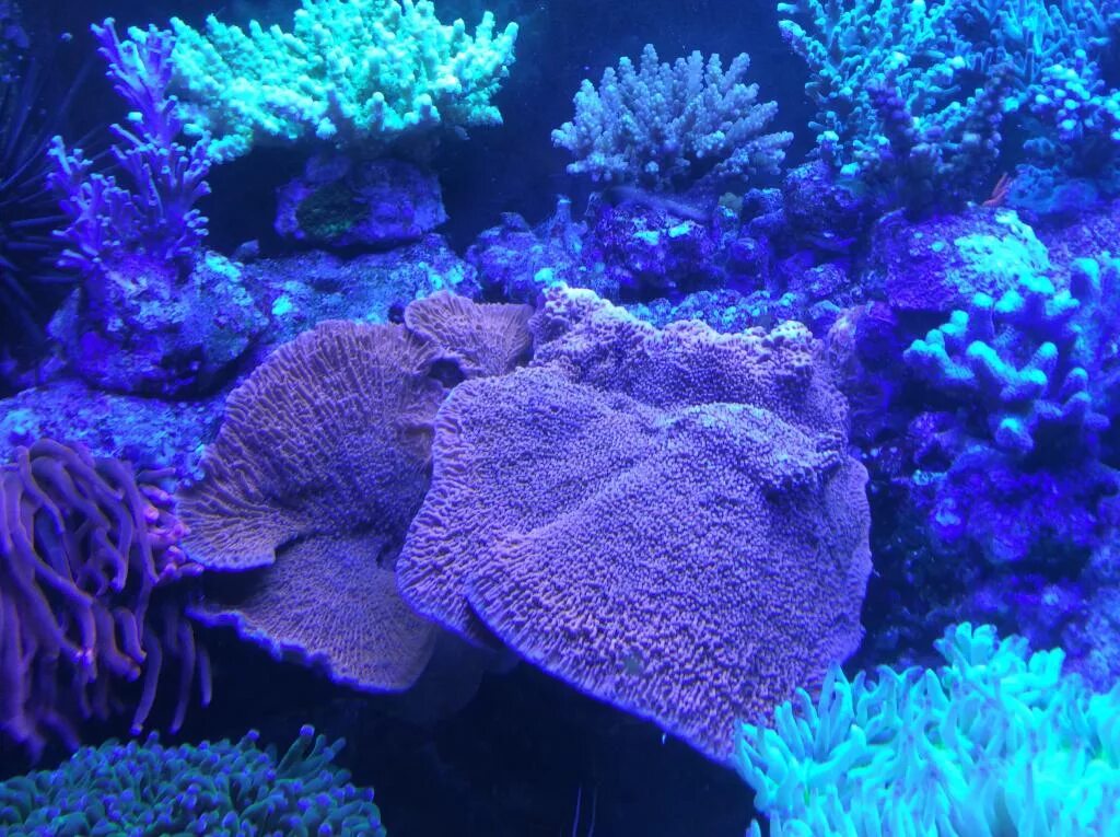 Голубой коралл Акори. SPS кораллы. Голубые водоросли. Морские кораллы синего цвета. Coral blue