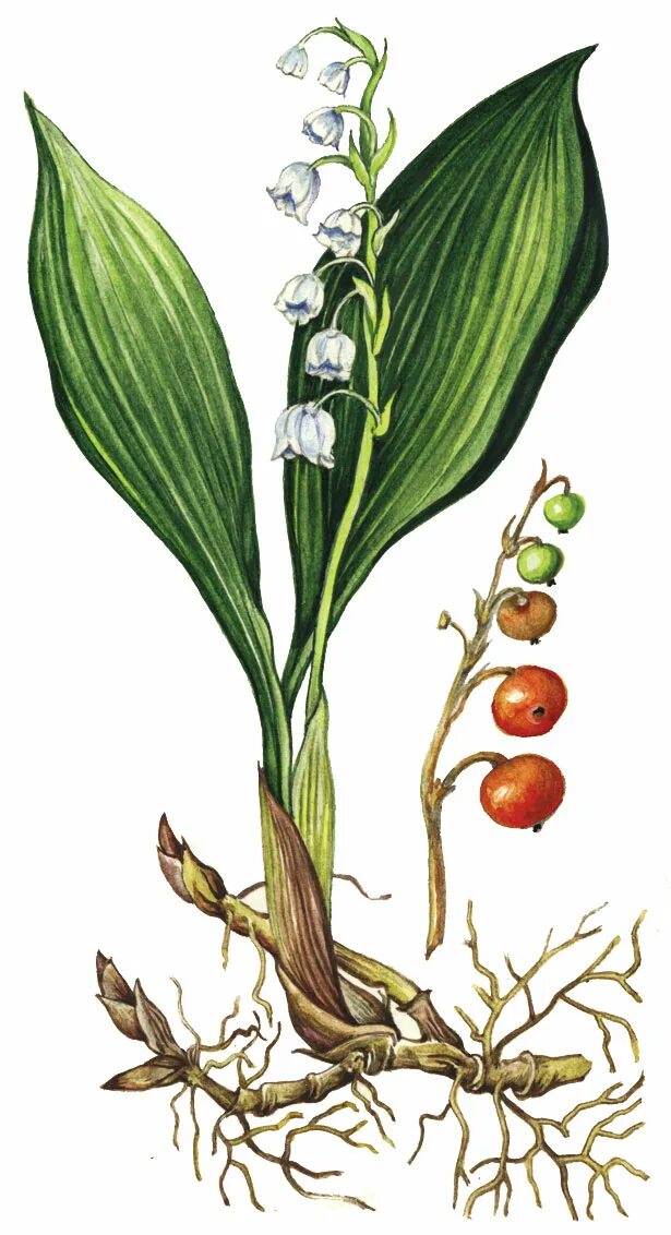 Корневище ландыша майского. Ландыш майский корень. Корневище ландыша майского. Ландыш майский корневище. Ландыш майский корневище.