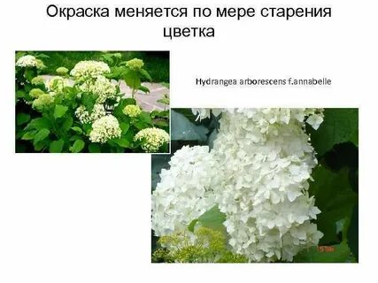Качества растений