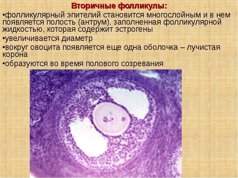 Вторичный и третичный фолликул. Пролиферация железистого эпителия цитология. Единично клетки фолликулярного эпителия. Единично клетки фолликулярного эпителия. Клетки щитовидной железы цитология.