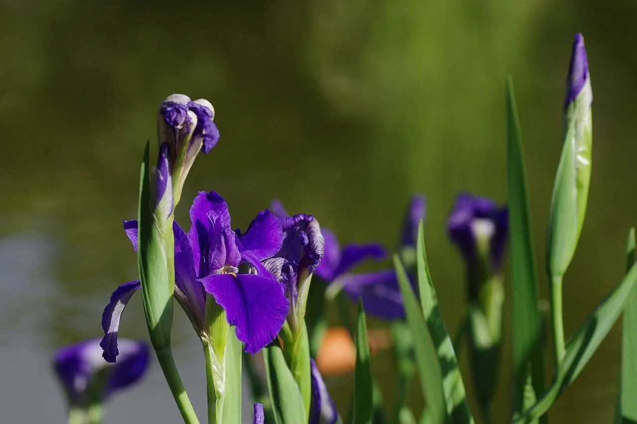 ирис royal snowcap. ирис сибирский 'snow queen'. ирисы период цветения. ирис королевский. ирис ягода кустарник.