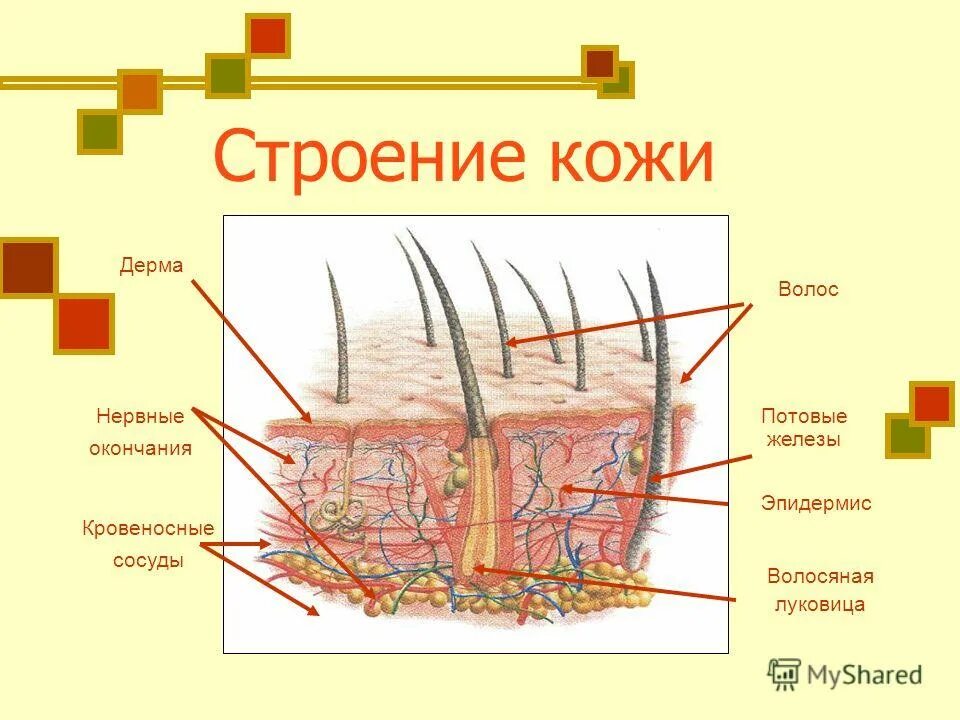 Строение кожицы и мякоти листа. Биология строение кожицы листа. Строение клетки покровной ткани растений. Строение кожицы листа лабораторная. Строение клетки и кожицы листа 6 класс биология.