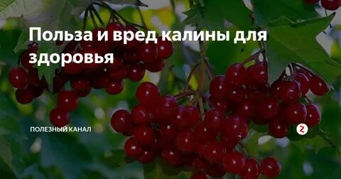 Калина вред