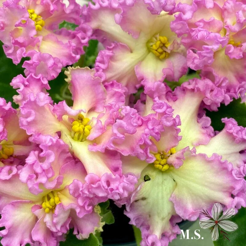 Фиалка солнечный мальчик. Сенполия рм-богиня солнца. Рм богиня солнца фиалка. Сенполия рм-богиня солнца. Рм богиня солнца фиалка.