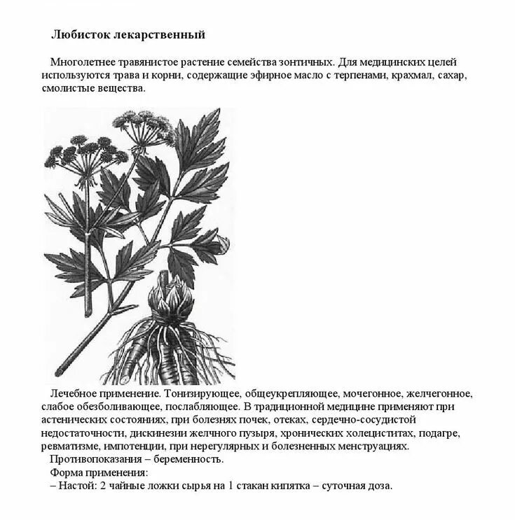 Купить семена Любисток Levisticum Don Juan в Москве: доставка семян по России и 