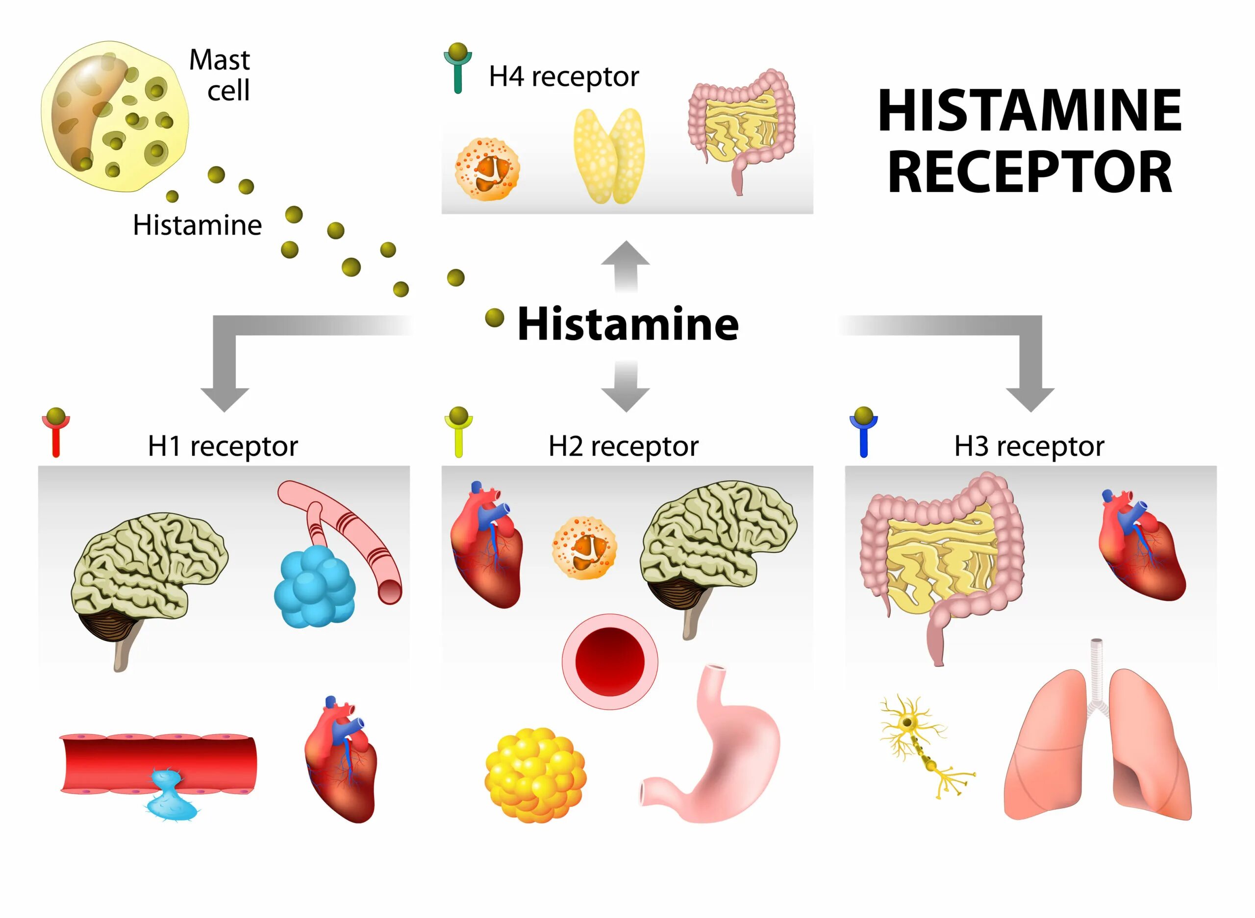 Гистамин действие. Гистамин. Основные эффекты гистамина. Гистаминные репепторы. Эффекты гистамина в организме человека.