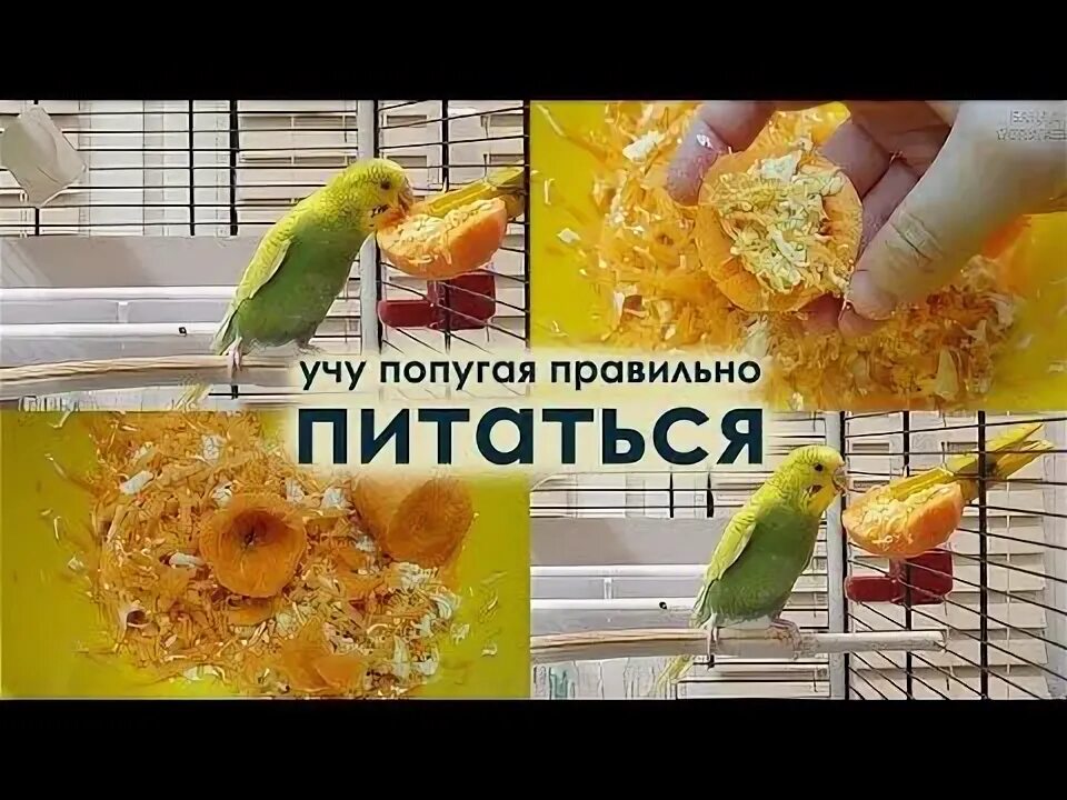 Что можно давать попугаям кушать. Как приручить волнистого попугая к фруктам и овощам. как приучить попугая кушать овощи и фрукты. как приучить попугаев к еде. попугай ест овощи.