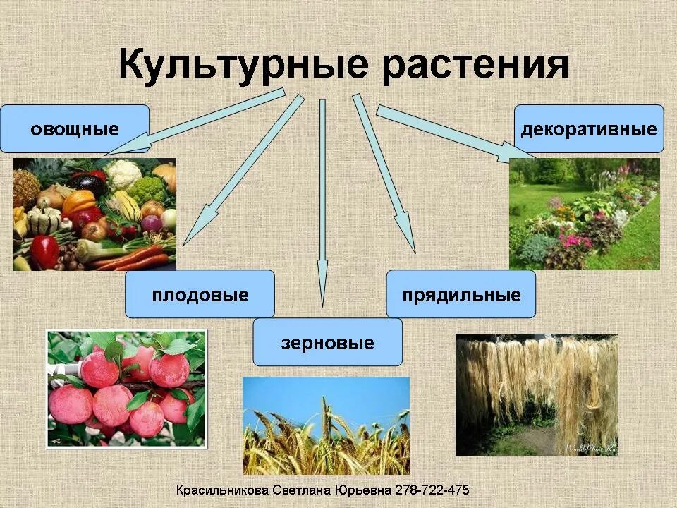 Видео многообразие и значение растений 5 класс. Культурные растения. культурные растения картинки. сорта культурных растений. кульльтурнре растение.