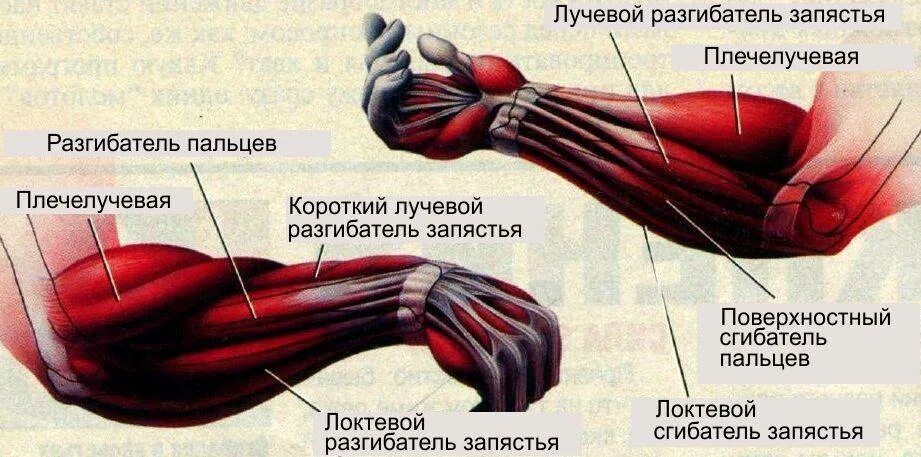 Как накачать кисть