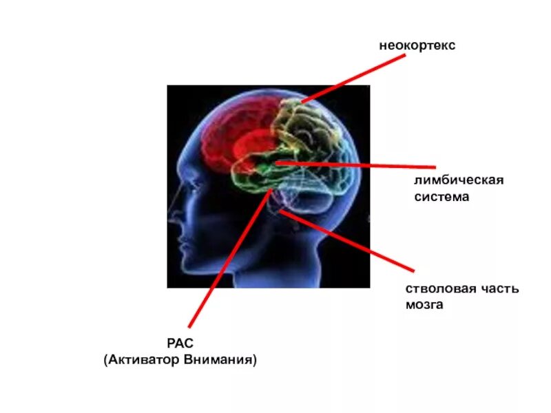 Неокортекс и лимбическая система. Мозг неокортекс. Лимбическая система и неокортекс мозга. Три части мозга. Неокортекс это простыми словами