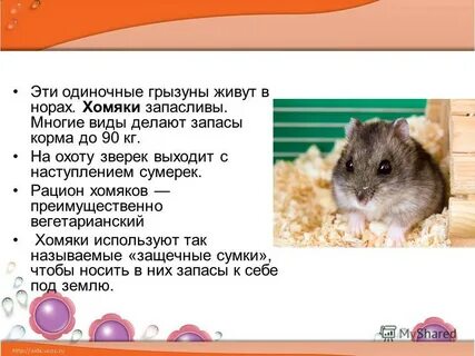 Какой тип характерен для хомяка сирийского