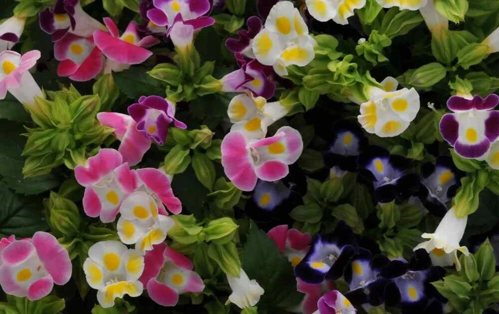 Торения kauai blue & white. Торения цветы. Торения дюшес. Торения кауай. Торения мармелад черничный.