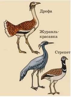 Птицы открытых пространств