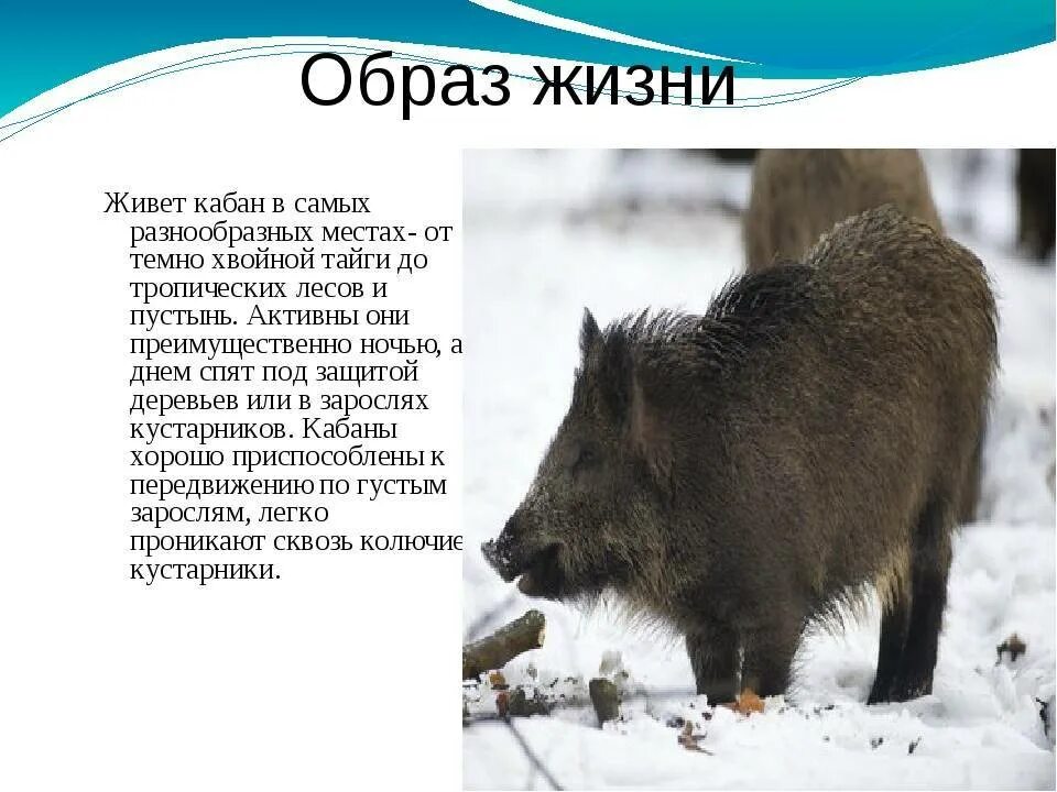 Кабан презентация. Сообщение о кабане. Доклад про кабана. Рассказ про дикого кабана. Научный текст о кабане