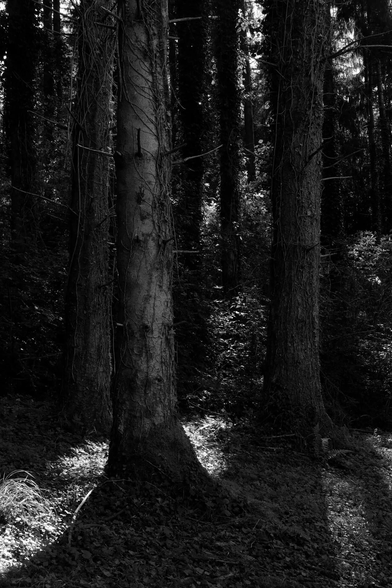 Самый черный лес. Черный лес. Мрачный лес. Черный мрачный лес. Лес тёмный мрачный.