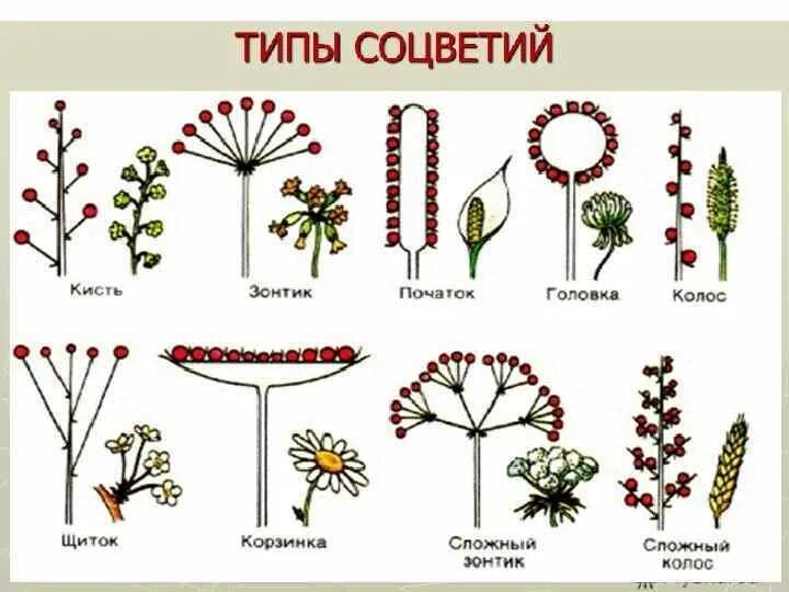 Какое из перечисленных соцветий относится к сложным. Типы соцветий. Соцветия растений. Разнообразие соцветий.