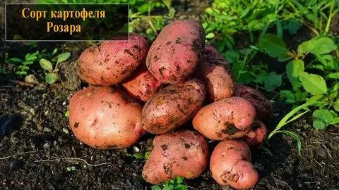 Сорт розара характеристики