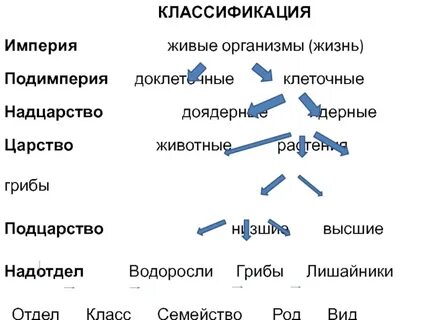 Систематика классификация живых организмов 7 класс