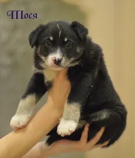 Продам щенка собаку