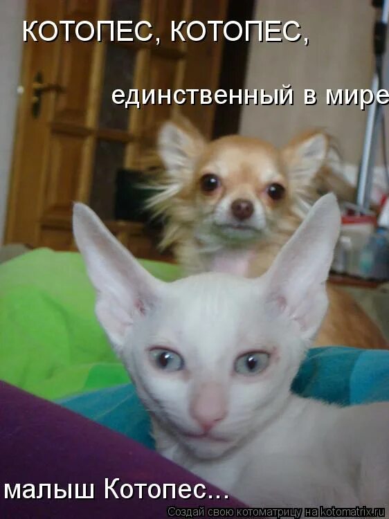Котопес котопес единственный в мире. Котопёс картинки. Котопес мультик. Котопес котопес единственный в мире. Котопес котопес единственный в мире.