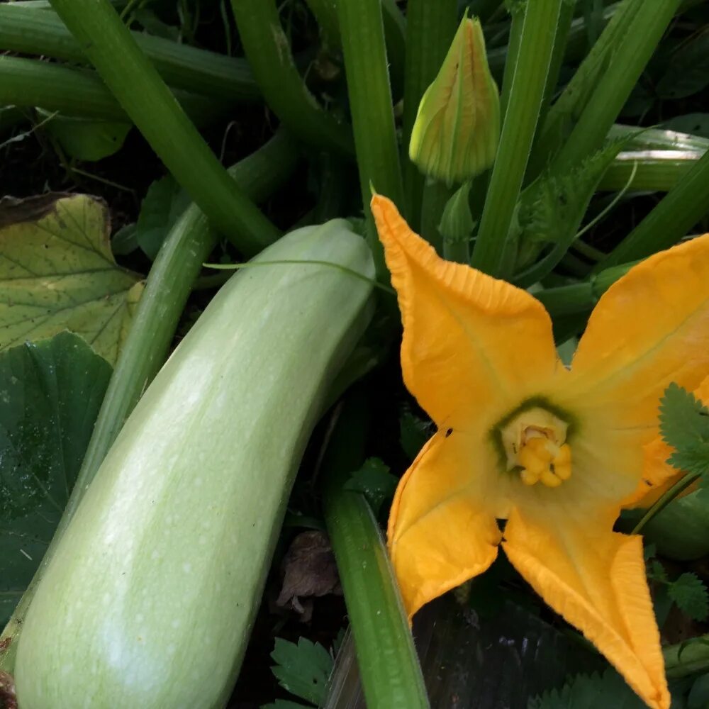 Кабачок кавили партнер. Семена кабачок кавили f1. Кабачок кавили партнер. Кабачок кавили семена. Кабачки кавили.