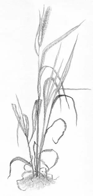 Рассмотри изображение ковыля ландыша тюльпана. Растения рисунок карандашом. Трава рисунок карандашом. Наброски комнатных растений карандашом. Ковыль раскраска.