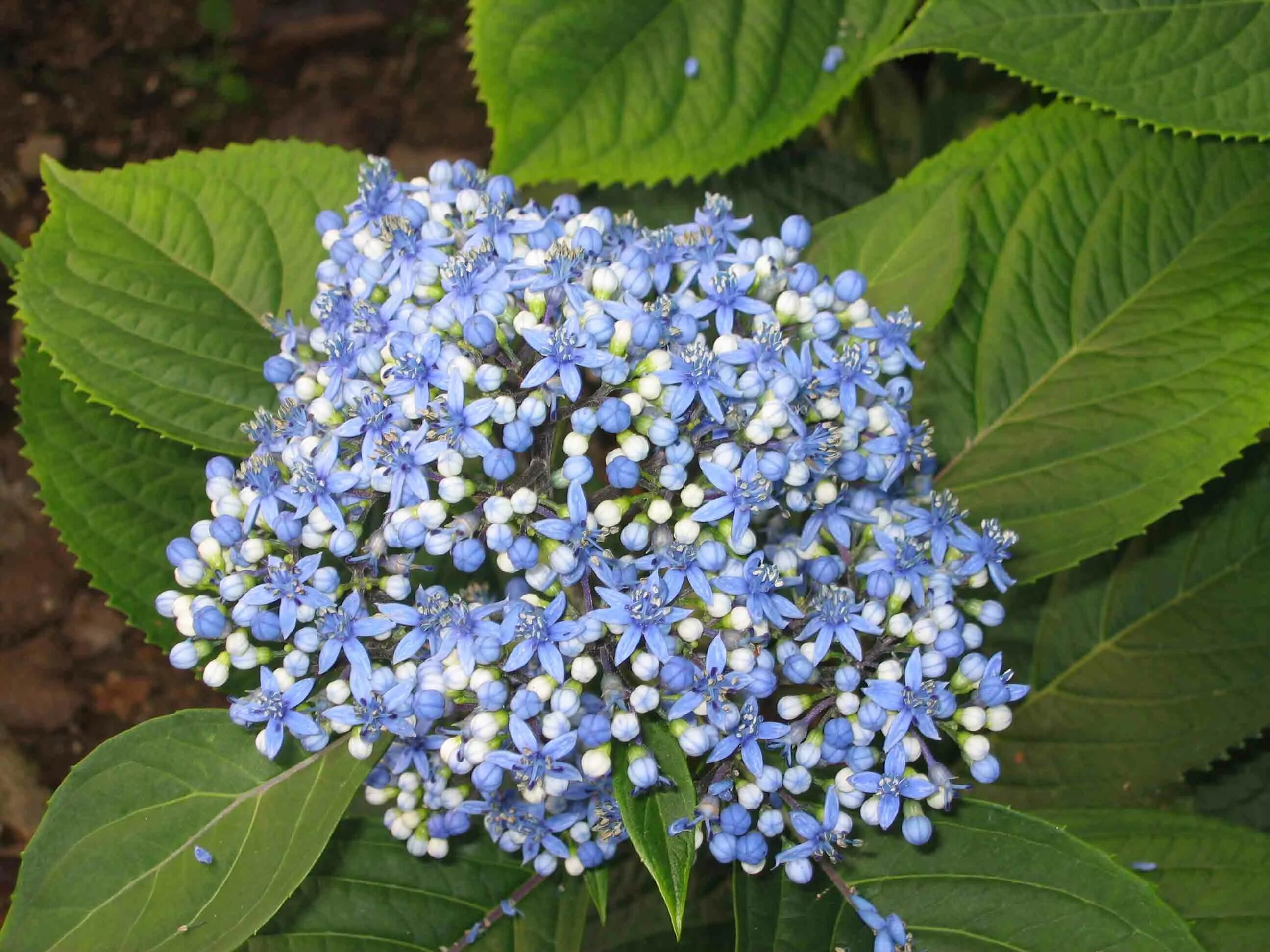 Трава с голубыми цветами 7 букв сканворд. Dichroa febrifuga. Дихроа противолихорадочная. Дихроа растение.