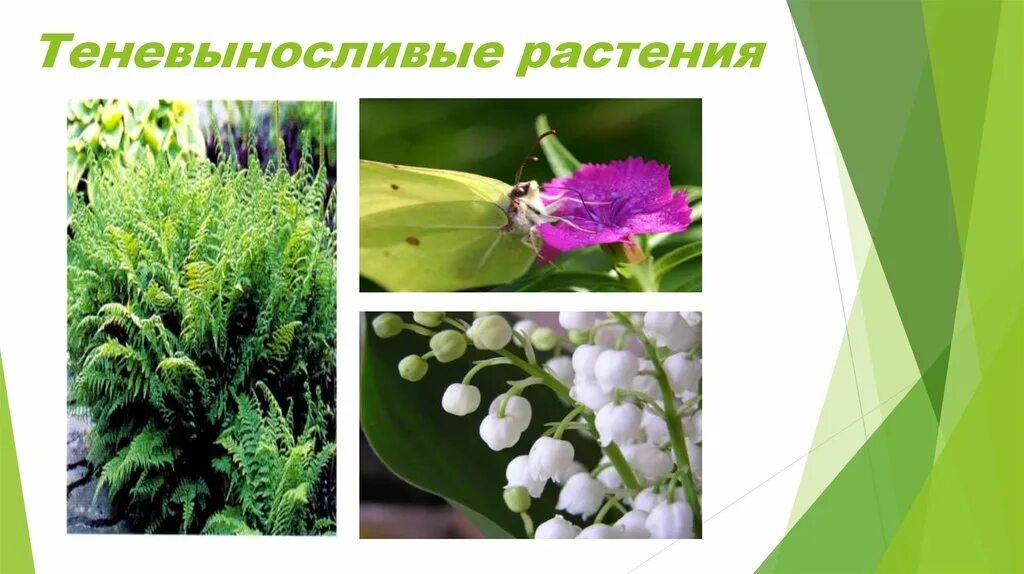 Светолюбивые теневыносливые. Светолюбивые теневыносливые. Тенелюбивые (сциофиты). Сциогелиофиты теневыносливые растения. Светолюбивые растения и теневыносливые растения.