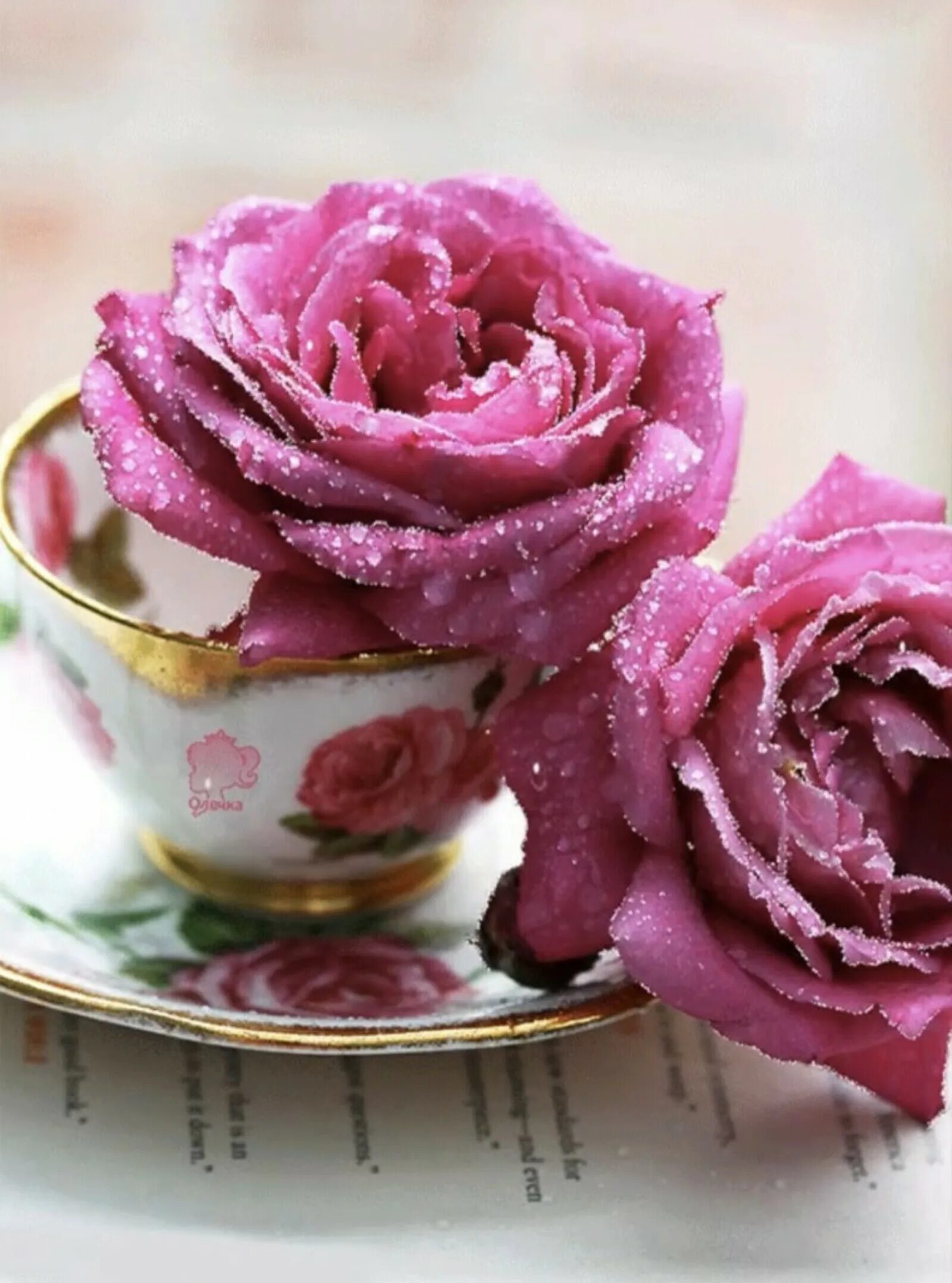 Цветы в чашке. Красивые цветы в чашке. Цветы в кружке. Rose cup