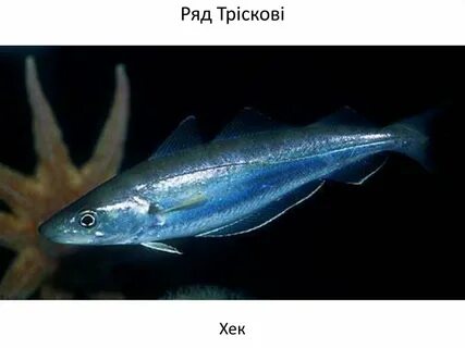 Хек семейство каких рыб
