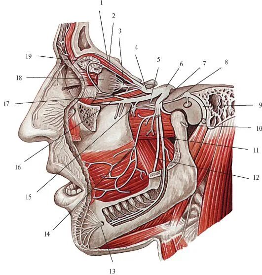 Тройничный нерв анатомия. Тройничный нерв 1 ветвь анатомия. Anatomia подглазничный нерв. Тройничный нерв жевательные мышцы.