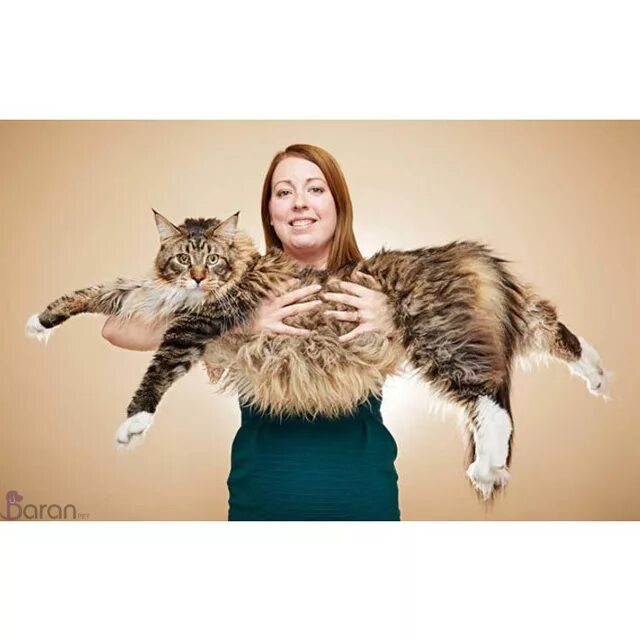 Книга рекордов котов. Самый большой кот книга рекордов Гиннесса. Кошки в книге рекордов Гиннесса. Мейн кун книга рекордов Гиннесса. Самые большие кошки в мире книга рекордов Гиннесса.