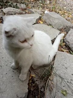 Кошки ростов