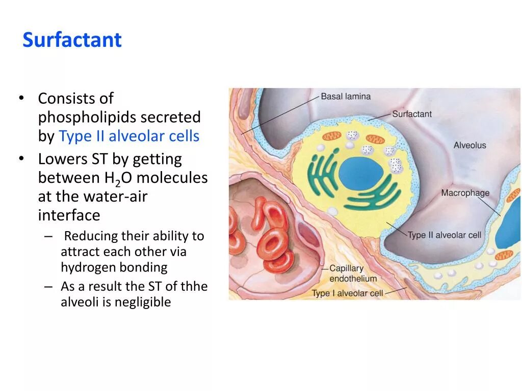 Сульфактант. Сурфактант анатомия. Сурфактант гистология. 13. Сурфактант. Сурфактант сурфактант - ….