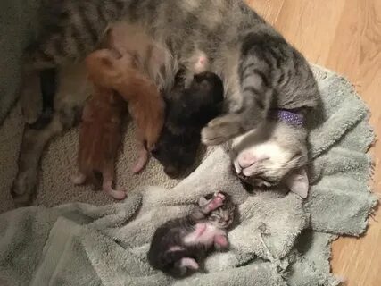 2 х недельный котенок