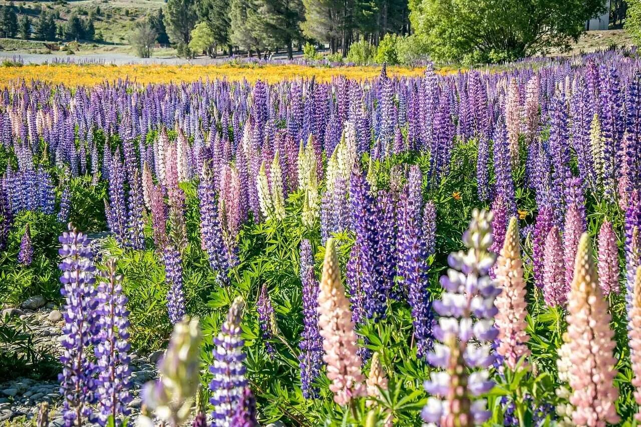 Люпин луговой. Люпины (lupinus):. люпин кинг. люпин микс.