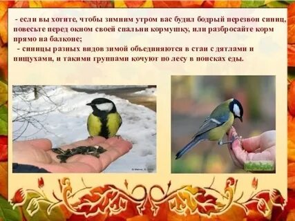 Презентация синичкин день в детском саду