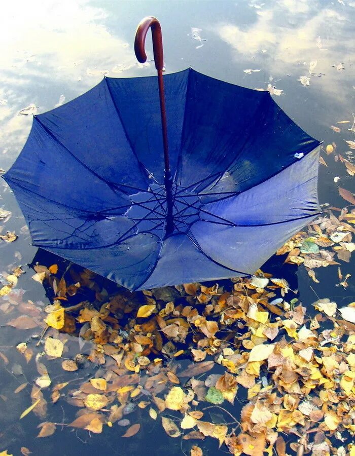Осень зонтик. Осенний зонт. Дождевой зонт. Осень дождь зонтик. Зонтик добра