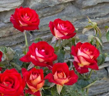 Дабл делайт крупноцветковая роза уникальный цвет купить с доставкой из Польши с 