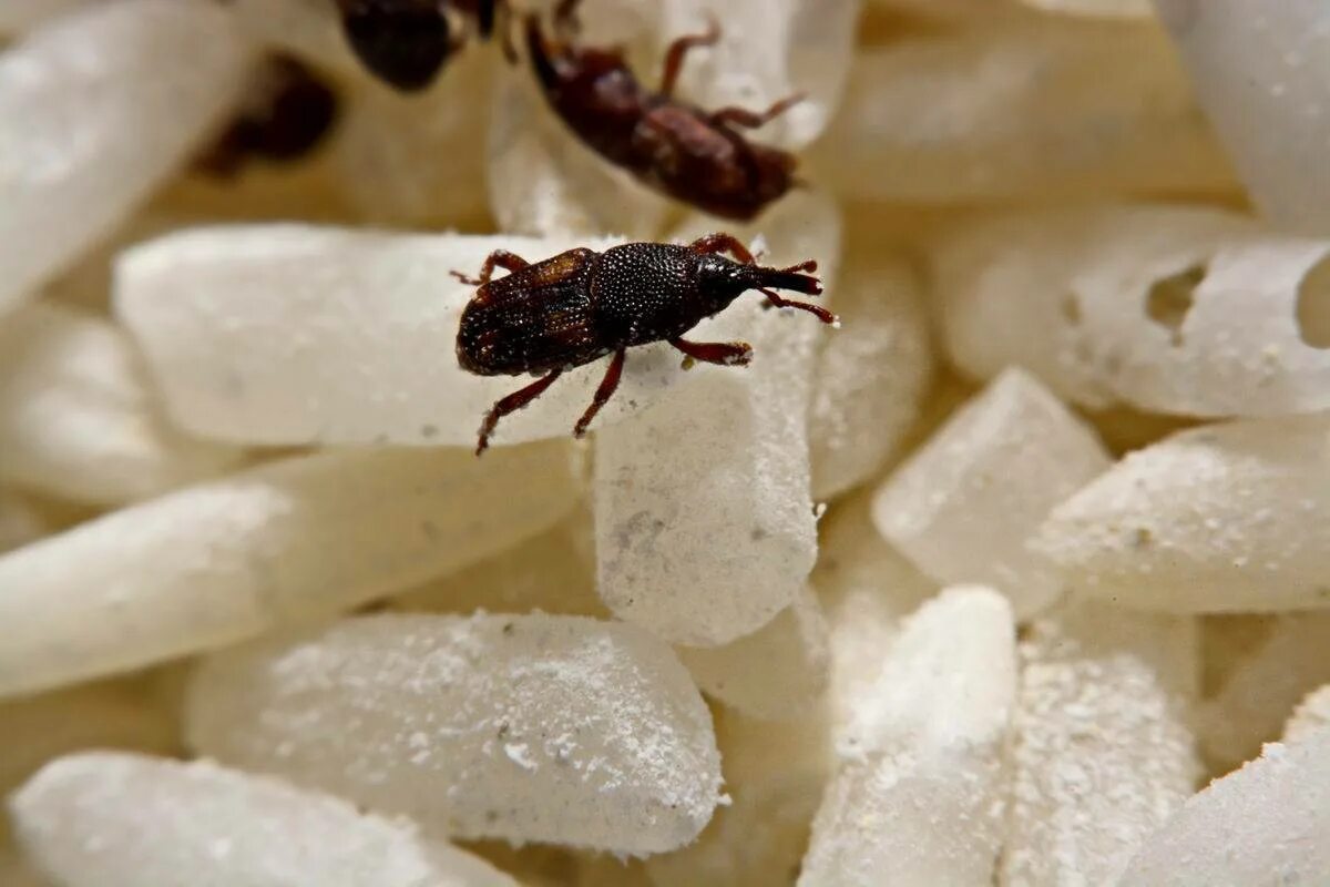 Средство от жучков на кухне