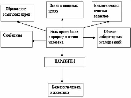 Значение простейших 7 класс биология конспект