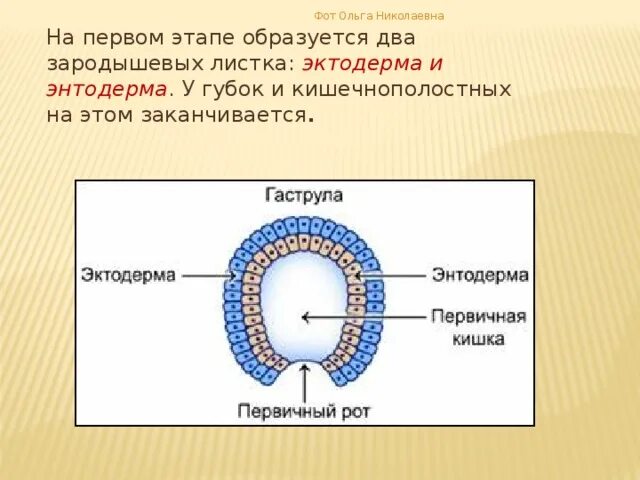 Онтогенез кишечнополостных. Губки зародышевые листки. зародышевые листки кишечнополостных. инверсия зародышевых листков у губок.